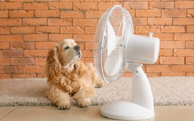 Sustainability Tips for Summer
